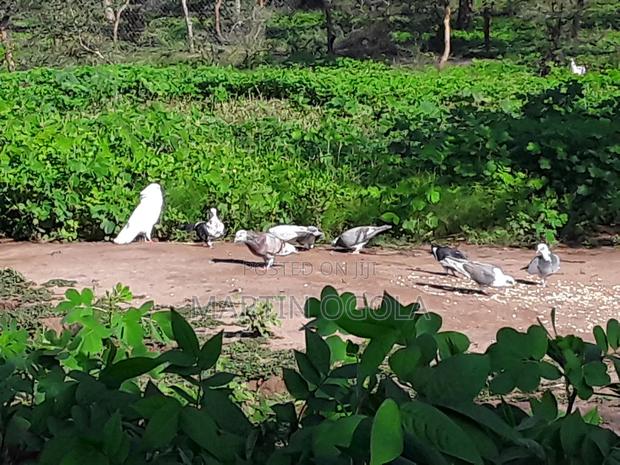 Pigeons for Sale - thumbnail 6