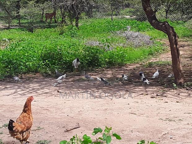 Pigeons for Sale - thumbnail 7