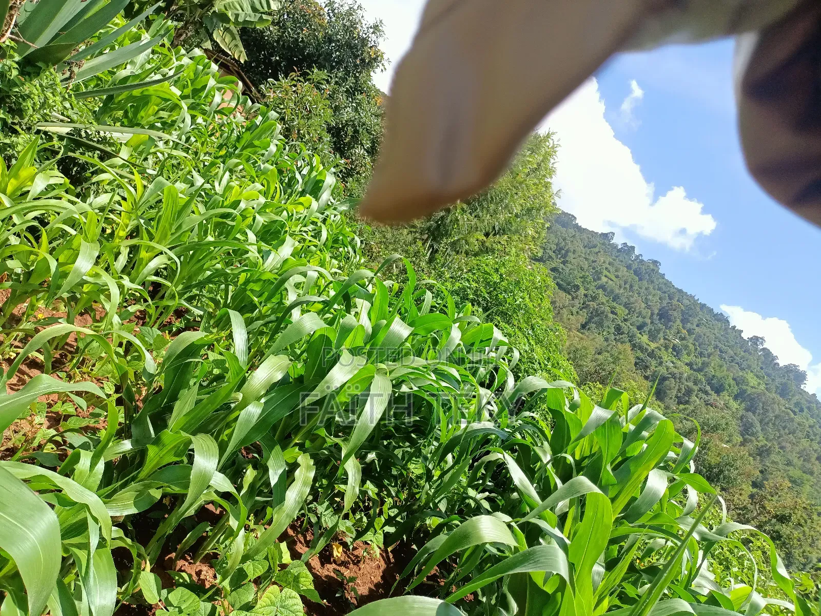 Plot for Sale, 1⁄2 Acre.