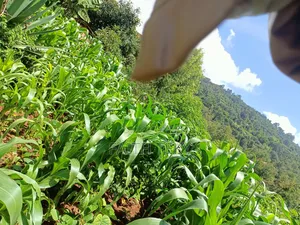 Plot for Sale, 1⁄2 Acre.