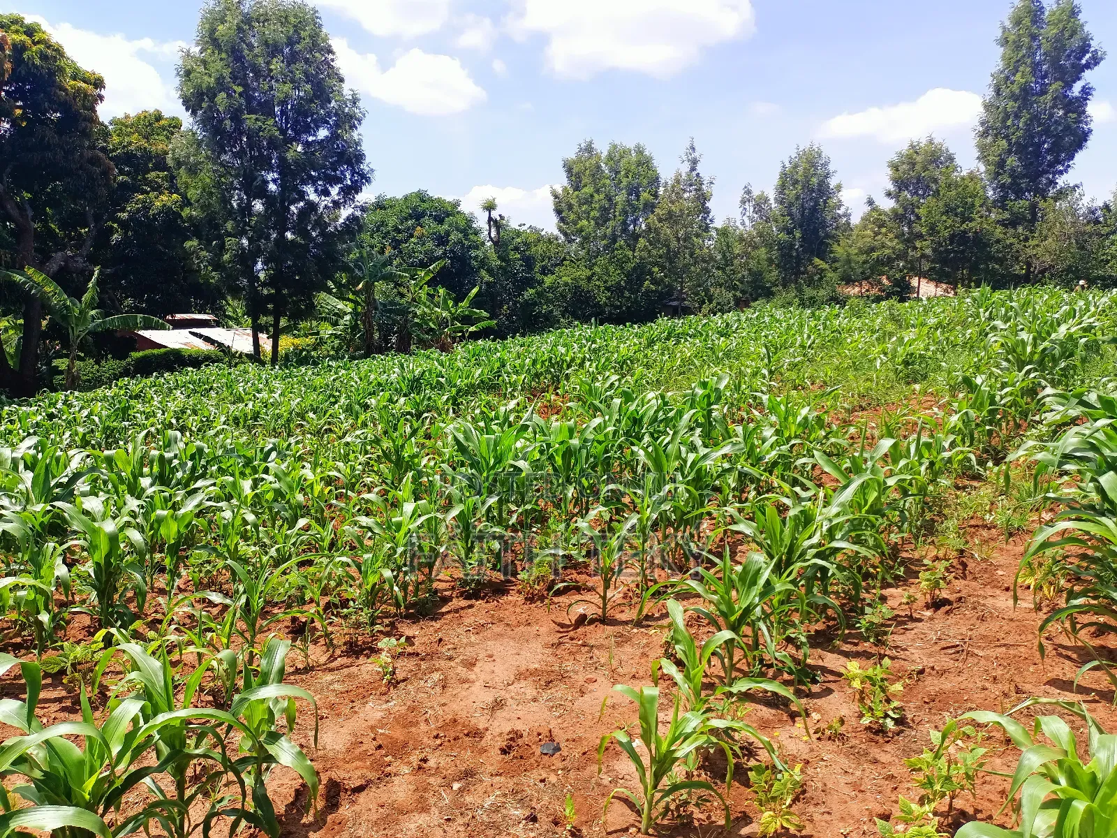 Plot for Sale, 1⁄2 Acre.
