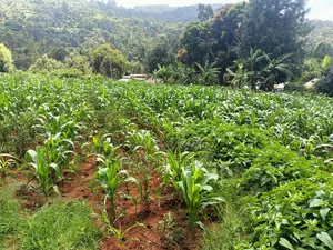 Plot for Sale, 1⁄2 Acre.