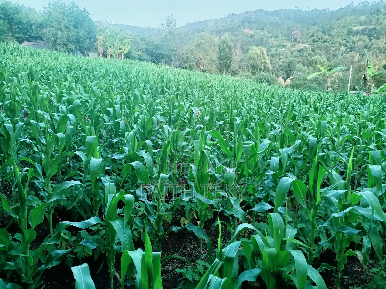 Plot for Sale, 1⁄2 Acre.