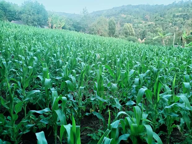 Plot for Sale, 1⁄2 Acre. - thumbnail 3