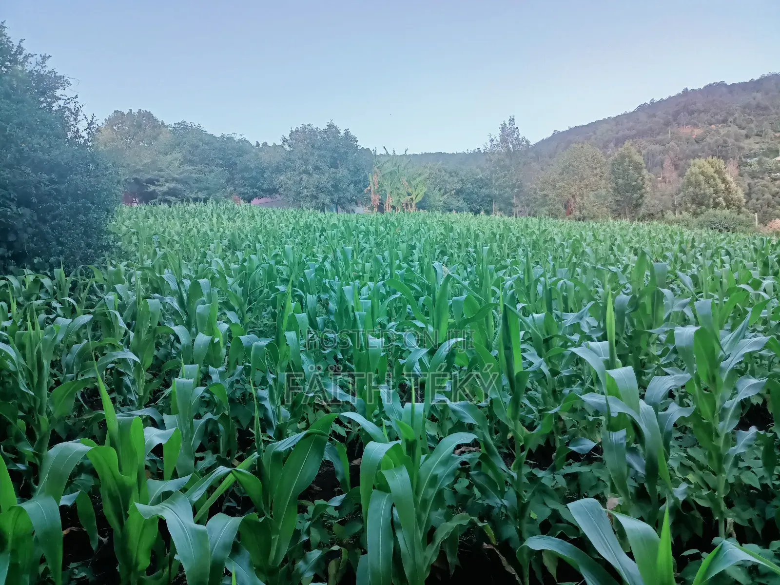 Plot for Sale, 1⁄2 Acre.