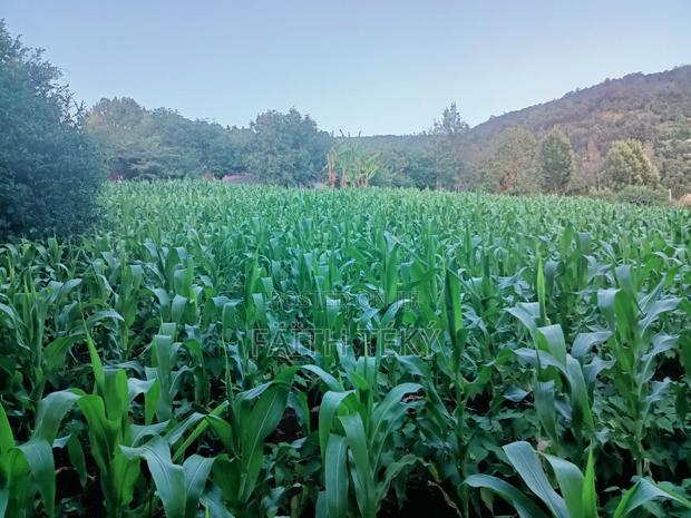 Plot for Sale, 1⁄2 Acre. - thumbnail 7