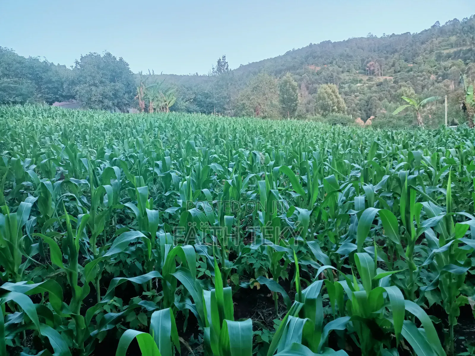Plot for Sale, 1⁄2 Acre.