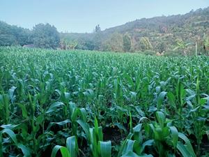 Plot for Sale, 1⁄2 Acre. - thumbnail 2