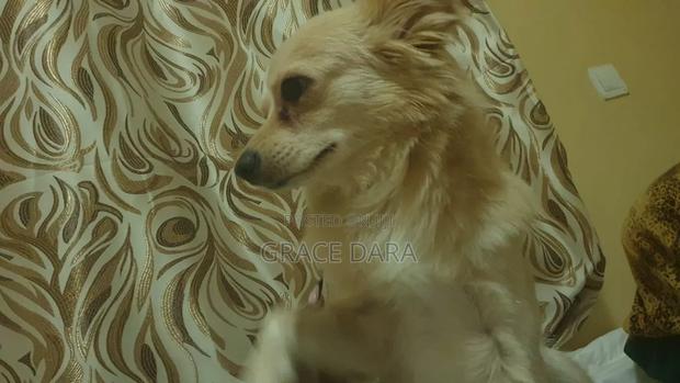 1+ year Female Purebred Japanese Spitz