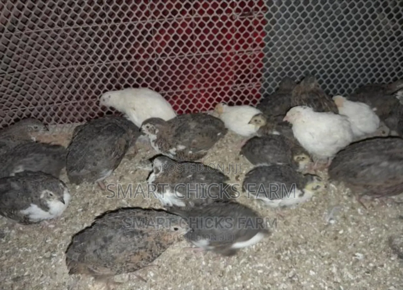 Smart Quails