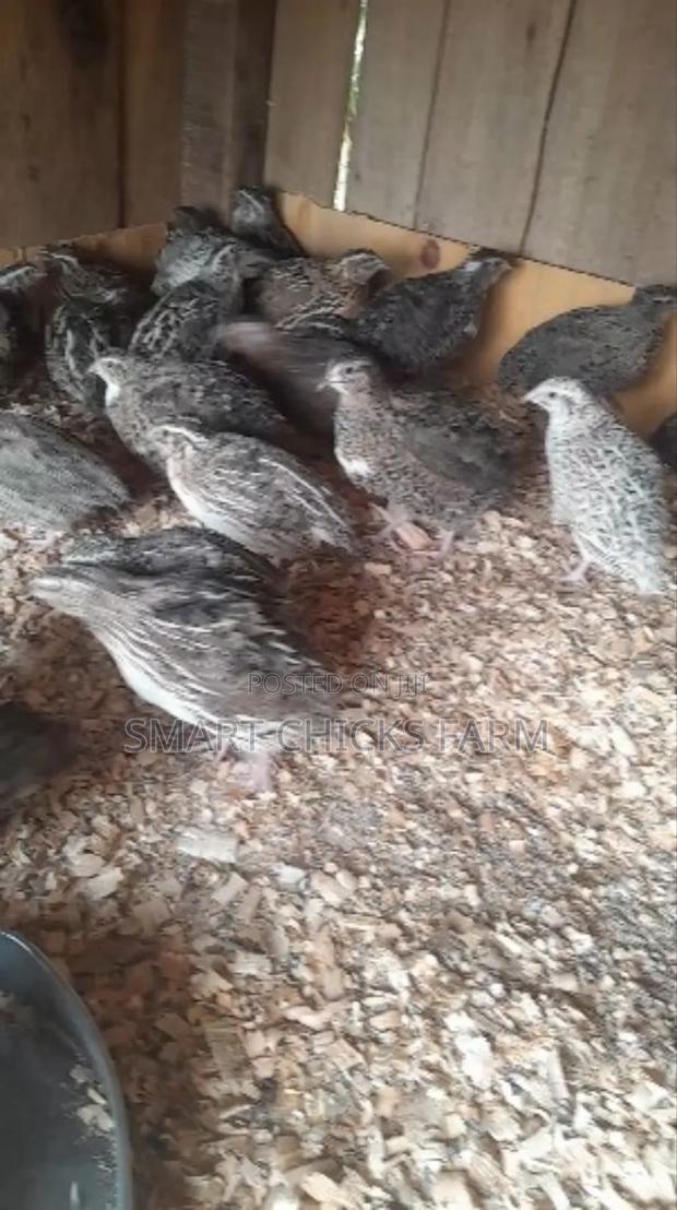Smart Quails - thumbnail 3