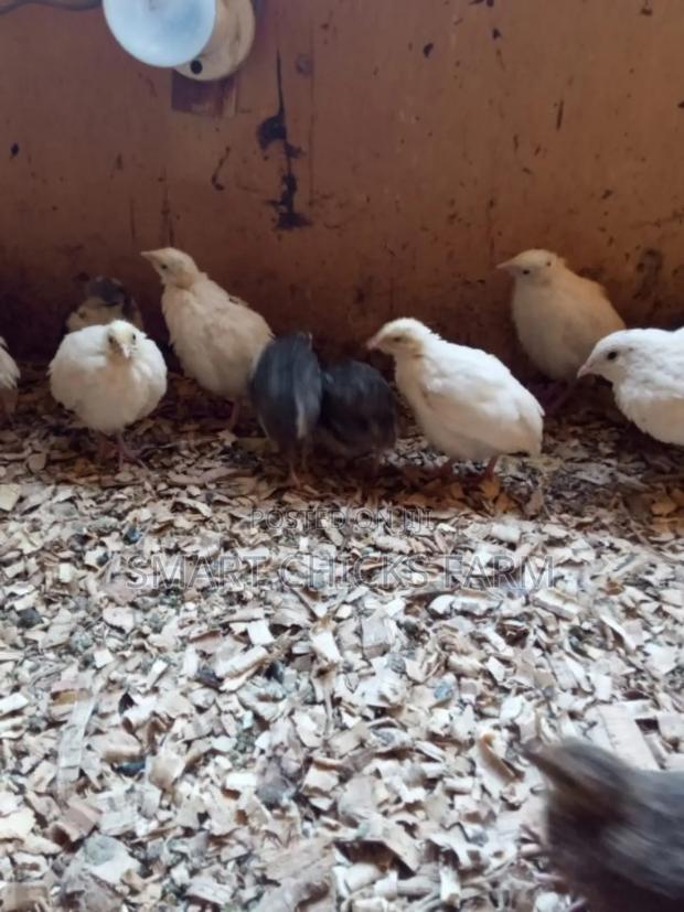 Smart Quails - thumbnail 4