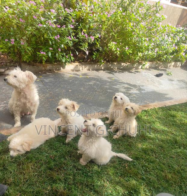 1-3 months Female Purebred Maltese Shih Tzu