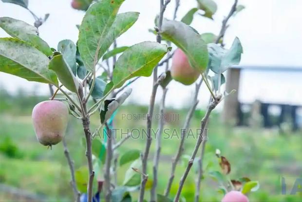 50x100 Prime Plots In Nanyuki- Kimuri Area - thumbnail 6