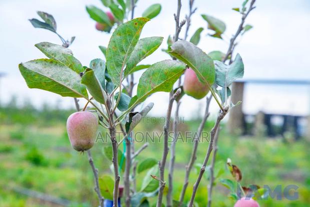 50x100 Prime Plots In Nanyuki- Kimuri Area - thumbnail 7