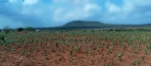 Samburu Kwale 3000 Acres for Sale