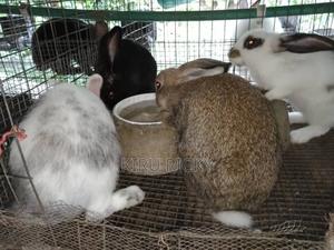Quality Live Bunnies – Ready for Rearing - thumbnail 2