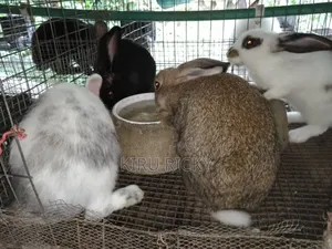 Quality Live Bunnies – Ready for Rearing