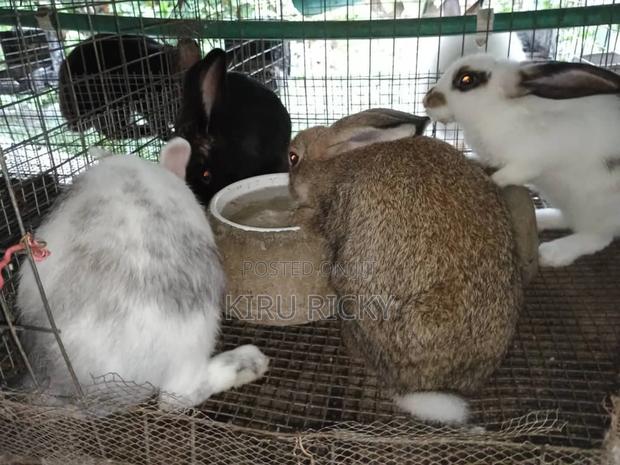 Quality Live Bunnies – Ready for Rearing - main view