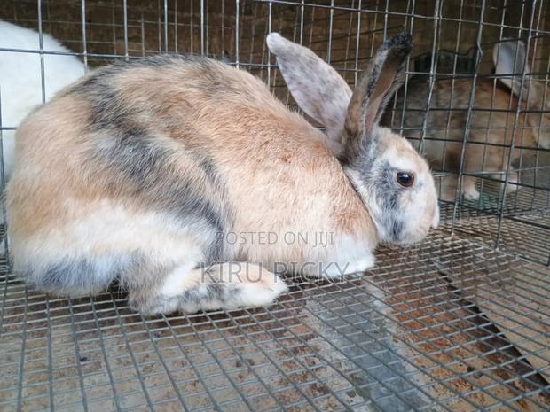 Quality Live Bunnies – Ready for Rearing - thumbnail 3