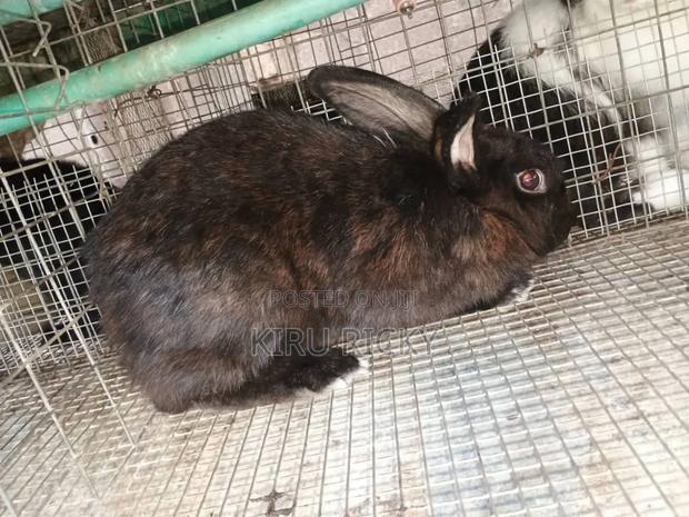 Quality Live Bunnies – Ready for Rearing - thumbnail 4