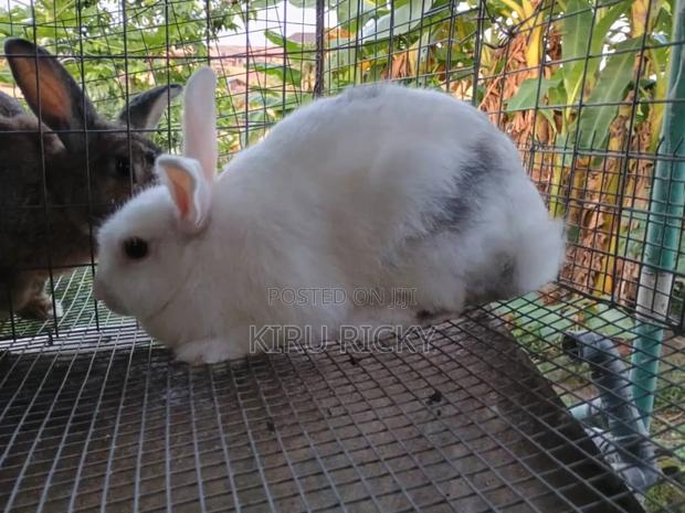 Quality Live Bunnies – Ready for Rearing - thumbnail 5