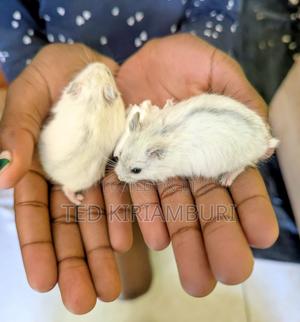 Winter White Dwarf Hamsters - main view