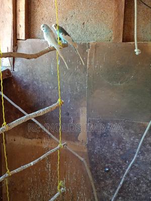 Young Budgies - thumbnail 2