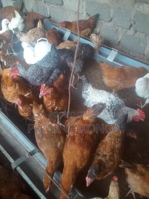 Sasso Fully Vaccinated Jogoo. - main view