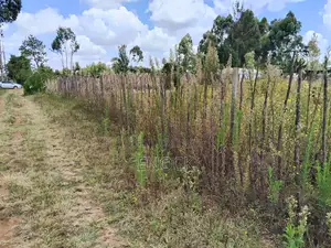1⁄4 Acre Plot in Outspan Eldoret