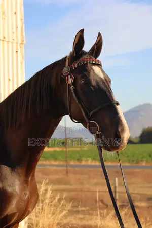Imported Horse (Gelding) for Sale