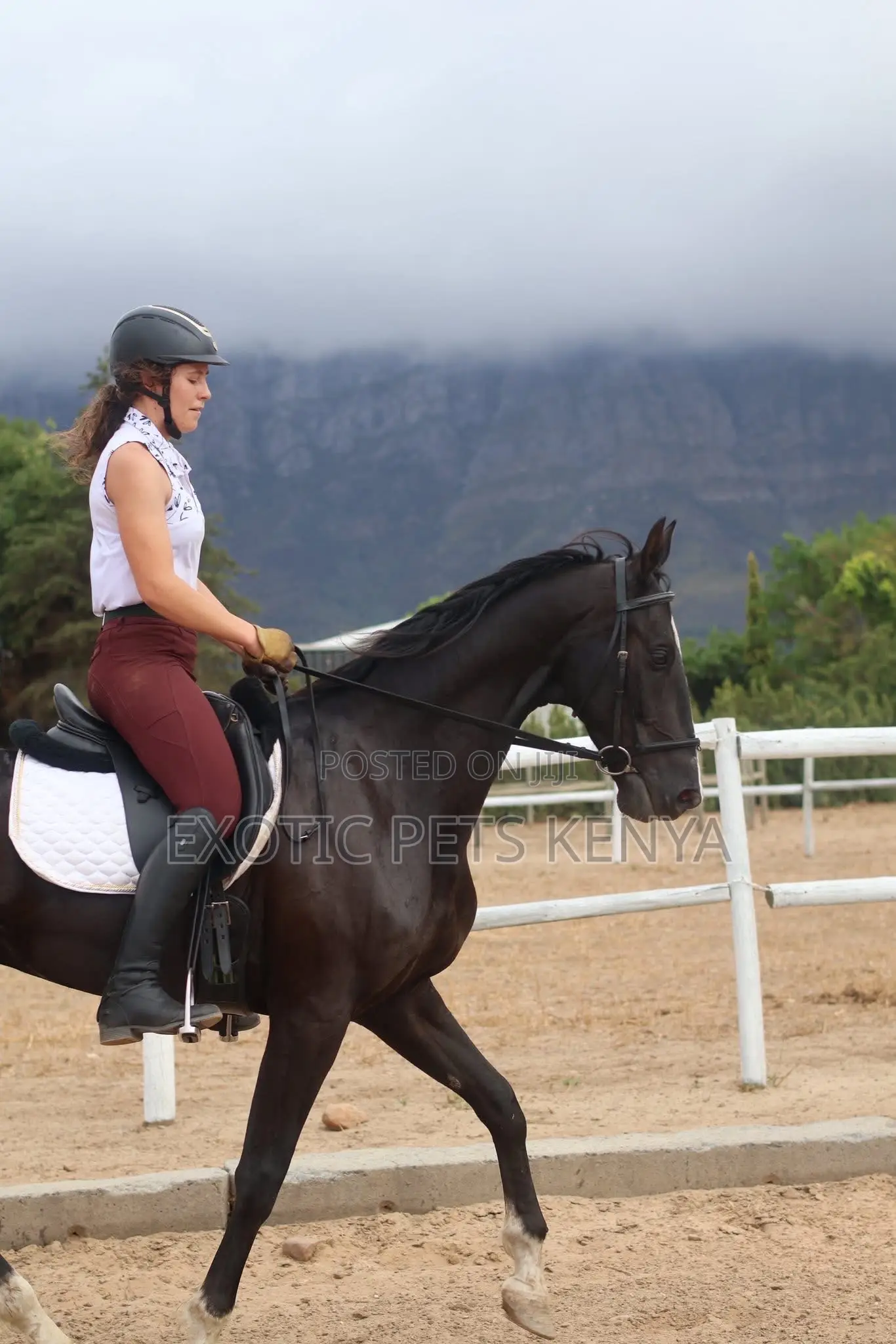 Imported Horse (Gelding) for Sale