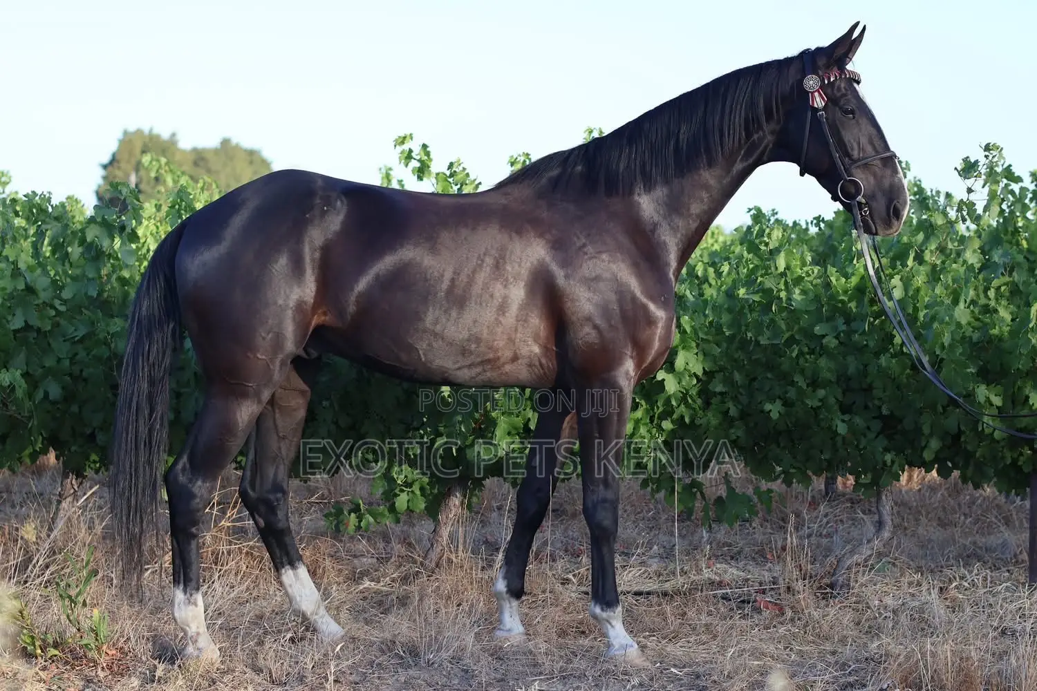 Imported Horse (Gelding) for Sale