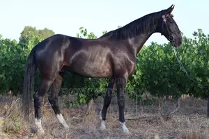 Imported Horse (Gelding) for Sale