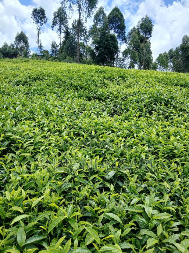 Tea Farm in Gatundu North - main view