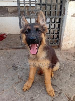 3-6 months Male Purebred German Shepherd