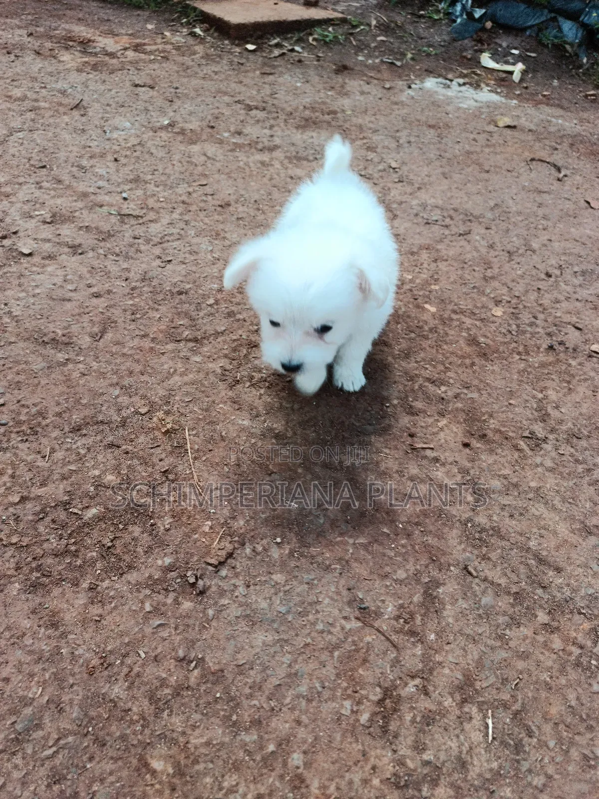1-3 months Male Purebred Havanese