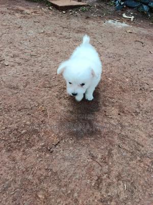 1-3 months Male Purebred Havanese - thumbnail 2
