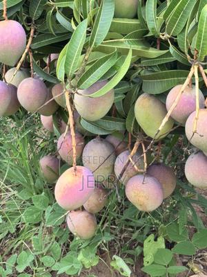 Fresh Apple Mangoes - main view