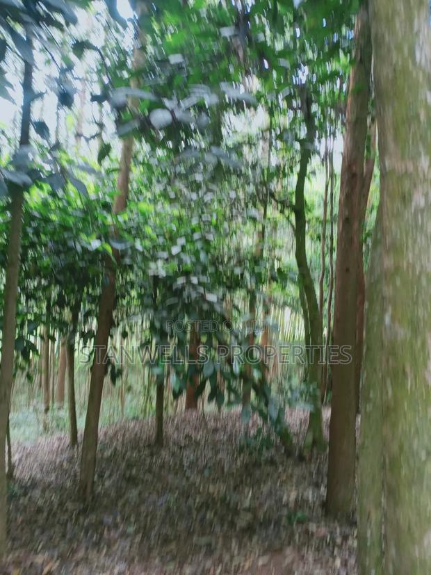 3 Acres Timber Agricultural Land for Sale in Ceceni Near Karatina - thumbnail 2