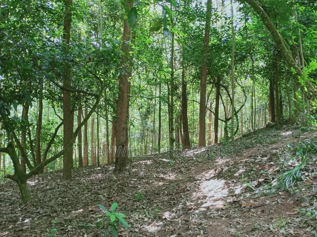 3 Acres Timber Agricultural Land for Sale in Ceceni Near Karatina - thumbnail 3