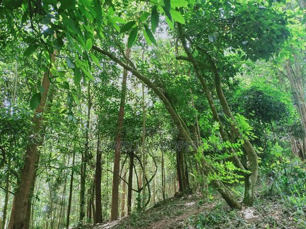 3 Acres Timber Agricultural Land for Sale in Ceceni Near Karatina - thumbnail 4