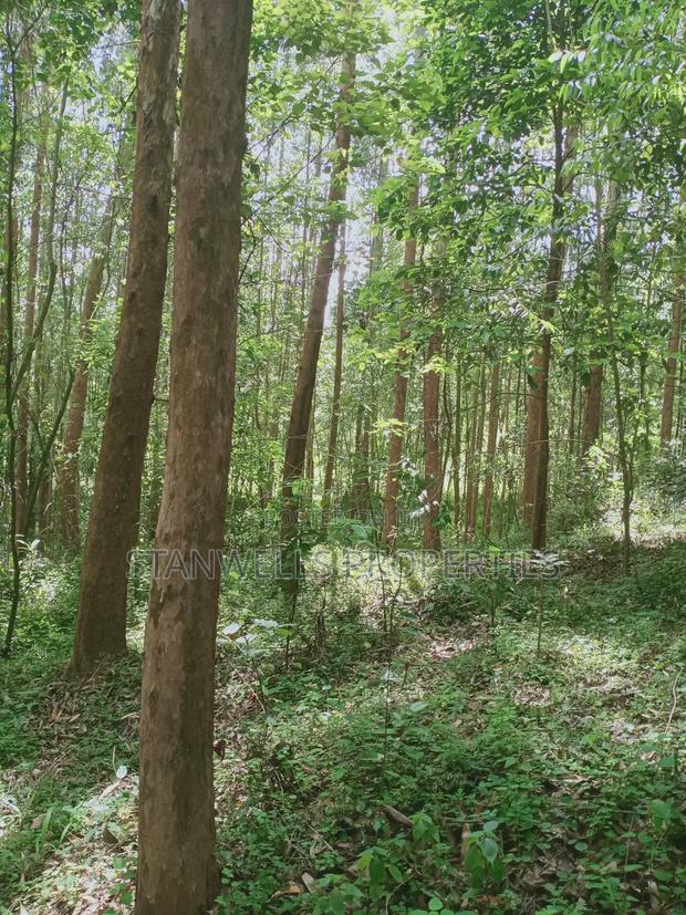 3 Acres Timber Agricultural Land for Sale in Ceceni Near Karatina - thumbnail 5