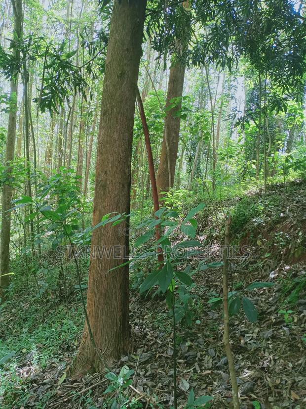 3 Acres Timber Agricultural Land for Sale in Ceceni Near Karatina - thumbnail 6