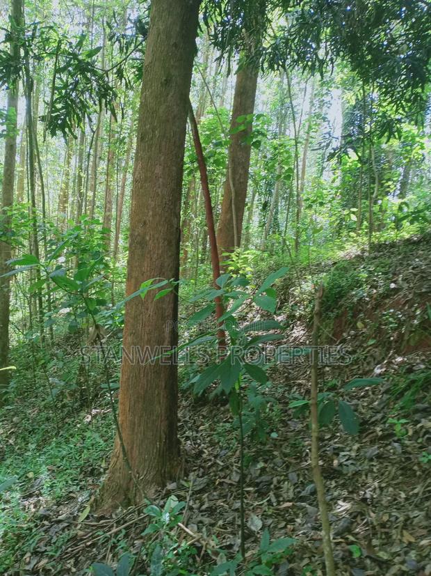 3 Acres Timber Agricultural Land for Sale in Ceceni Near Karatina - thumbnail 7