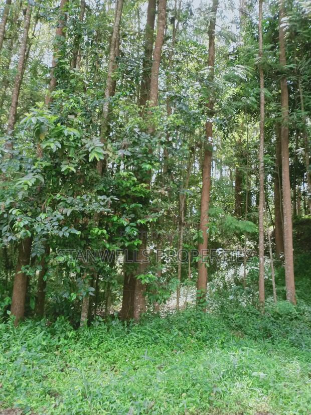 3 Acres Timber Agricultural Land for Sale in Ceceni Near Karatina - thumbnail 8