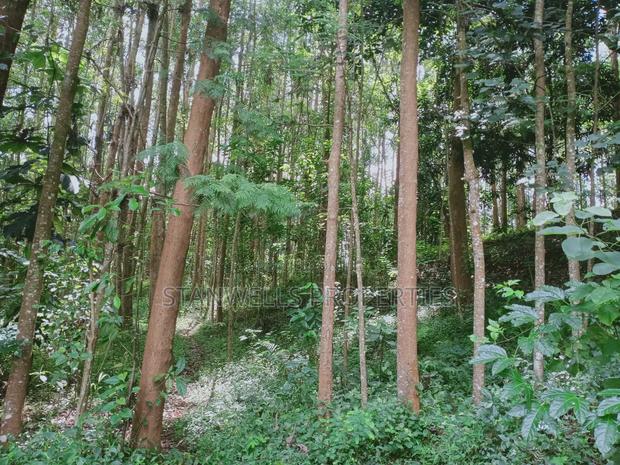 3 Acres Timber Agricultural Land for Sale in Ceceni Near Karatina - thumbnail 9