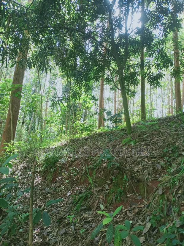 3 Acres Timber Agricultural Land for Sale in Ceceni Near Karatina - thumbnail 10