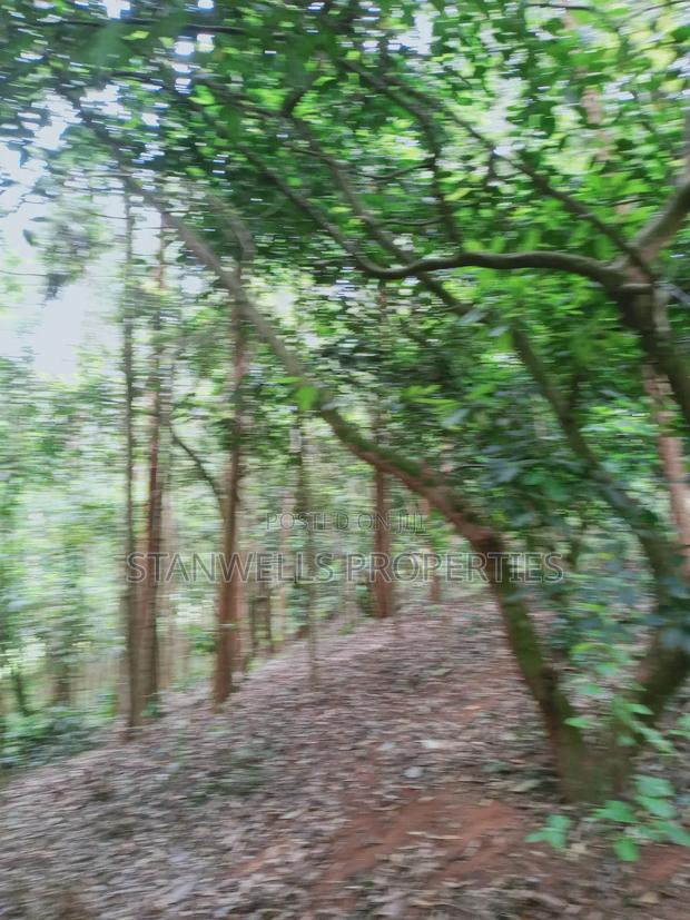 3 Acres Timber Agricultural Land for Sale in Ceceni Near Karatina - thumbnail 11