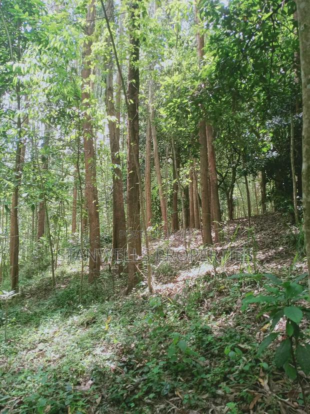 3 Acres Timber Agricultural Land for Sale in Ceceni Near Karatina - thumbnail 12